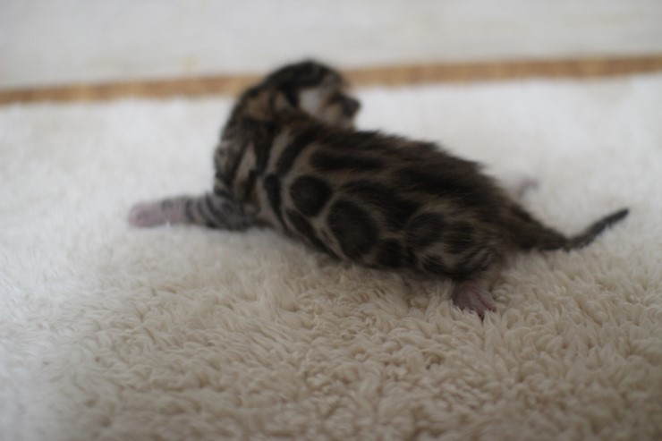 브라운 뱅갈고양이 여아 두아이예요~ 관련 이미지 1