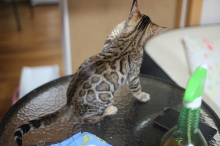 뱅갈고양이 키퍼 여아 리엔이예요^^ 관련 이미지 6