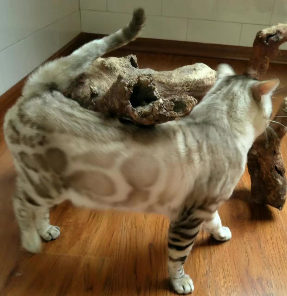 해외에서 종묘로 활동중인 소유캐터리 실링스 뱅갈고양이 입니다~ 관련 이미지 3