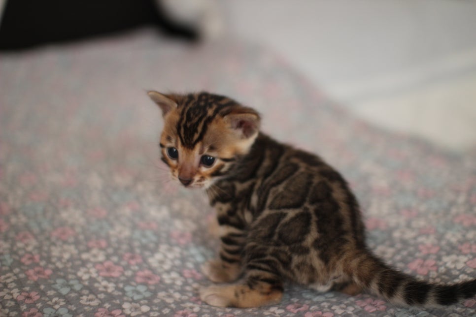 브라운 남아,여아 분양합니다~ 관련 이미지 6
