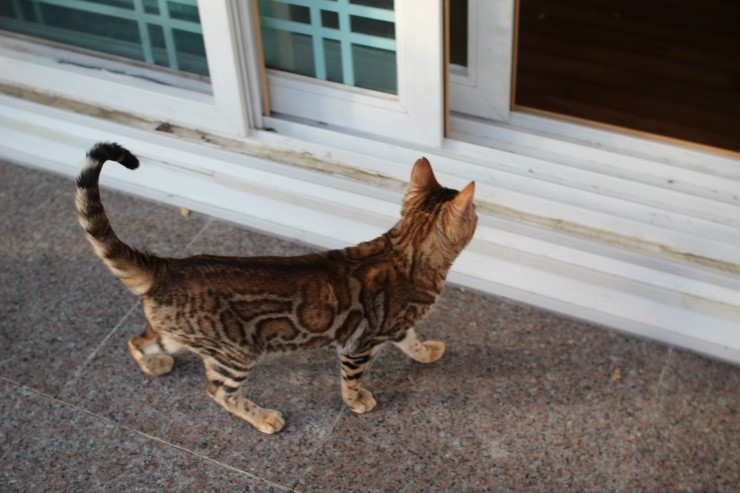 뱅갈고양이 키나와 스텔라 입니다~ 관련 이미지 7