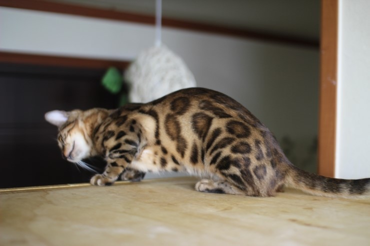 뱅갈고양이 아이들 일상... 관련 이미지 8