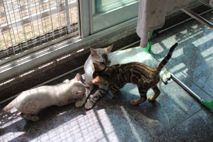 실링스 뱅갈고양이 키나는 꼬맹이들을 너무나 좋아해요~ 관련 이미지 5