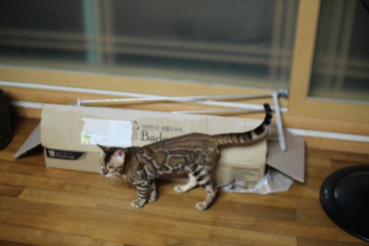 뱅갈고양이 아이들 신나게 노는 아이들~ 관련 이미지 3