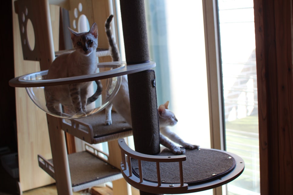 2층에 있는 뱅갈고양이 흰둥이들~ 관련 이미지 3