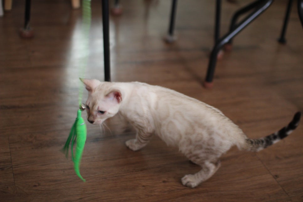 스노우뱅갈고양이 덩치 큰 남아에요~ 관련 이미지 3