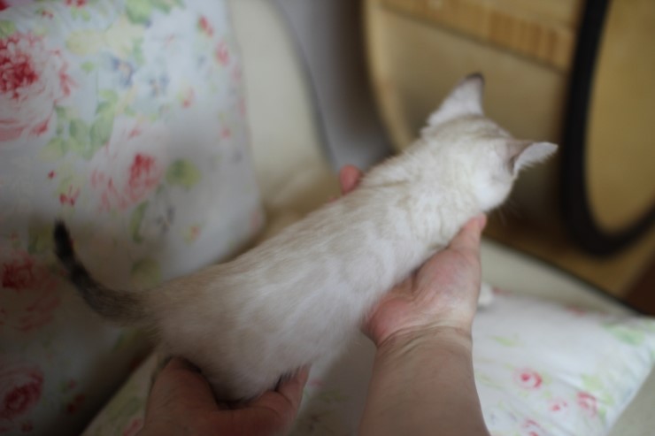 뱅갈고양이 분양 진정한 개냥이란? 관련 이미지 12