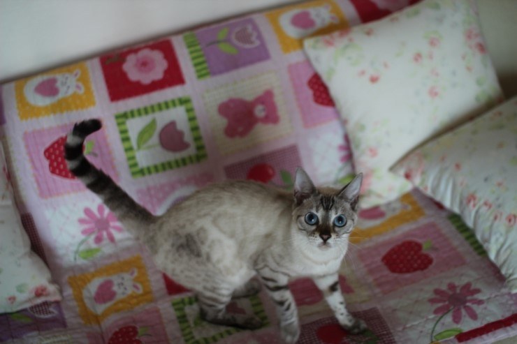 스노우뱅갈고양이 블루예요~ 관련 이미지 6