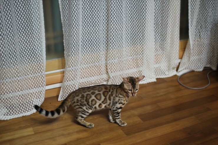 강아지 같은 성격에 뱅갈고양이 분양해요 관련 이미지 10