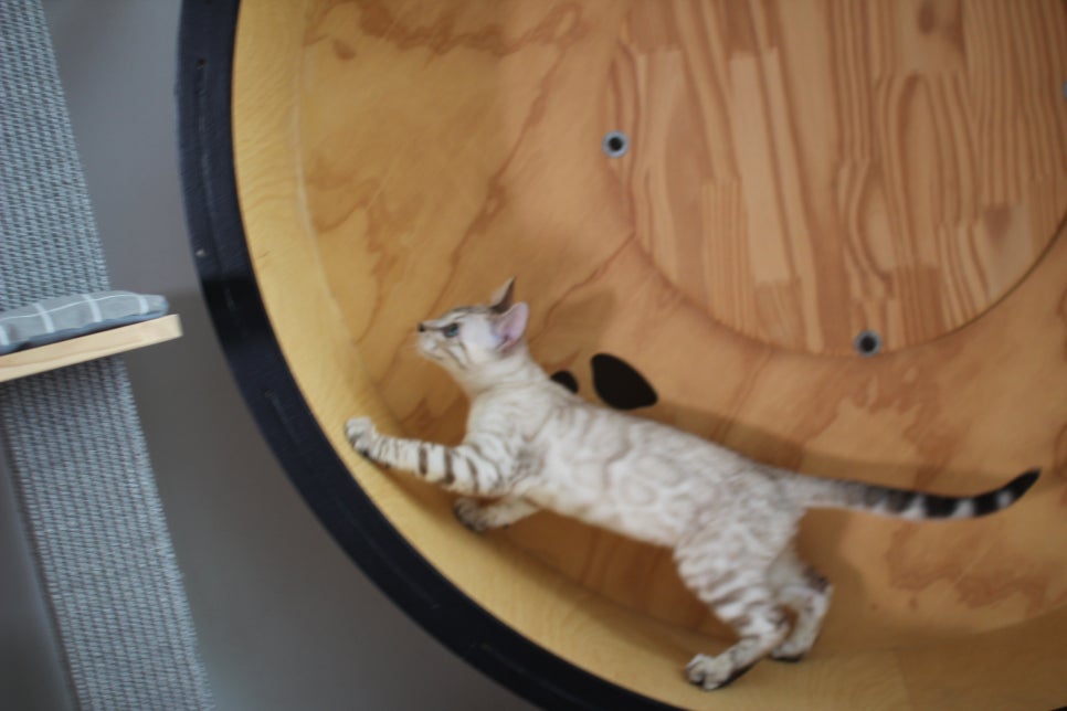 분양중인 스노우뱅갈고양이 남매예요~ 관련 이미지 27