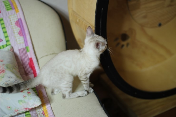 실링스 뱅갈고양이 여아들 입니다~ 관련 이미지 3