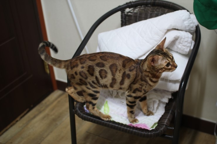 뱅갈고양이,뱅갈고양이 분양,오늘은 브라운 뱅갈아이들 입니다~~~~~~~ 관련 이미지 3