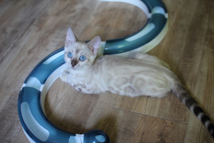 뱅갈고양이,뱅갈고양이 분양,링컨이와 초아 ~~~ 관련 이미지 5