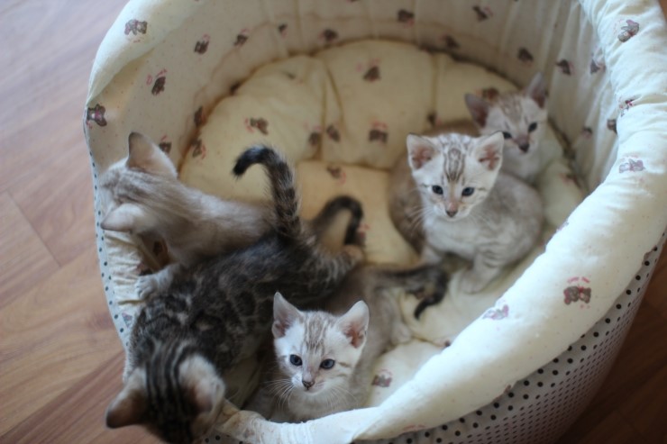 뱅갈고양이 꼬맹이들 단체샷~~ 관련 이미지 4