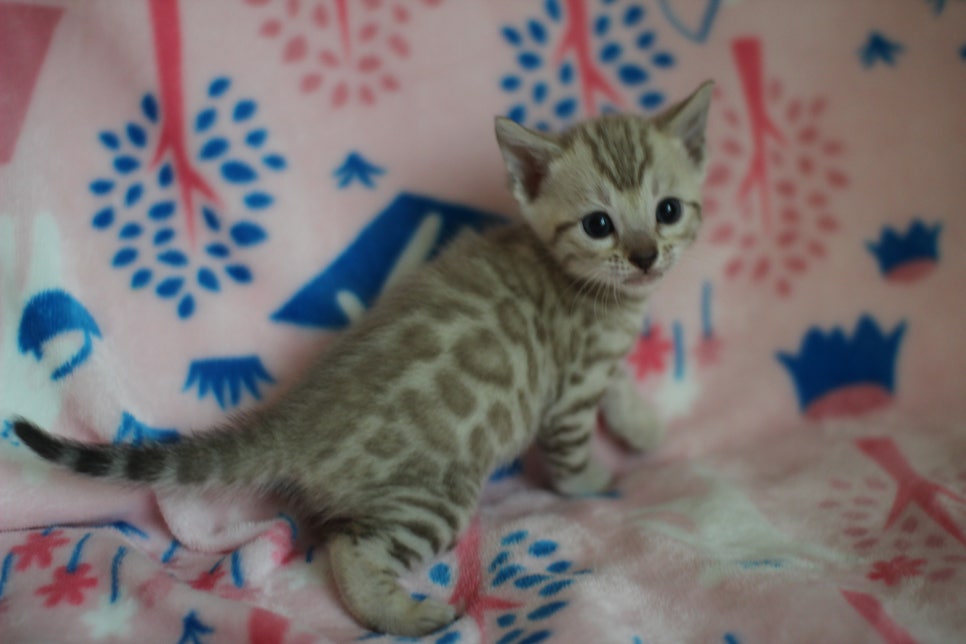 스노우뱅갈고양이 분양은 소유가 최고지! 관련 이미지 23