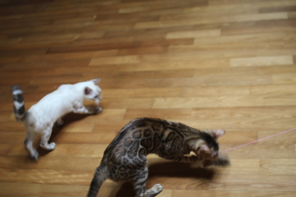 장난꾸러기 뱅갈고양이 리엔~ 관련 이미지 4