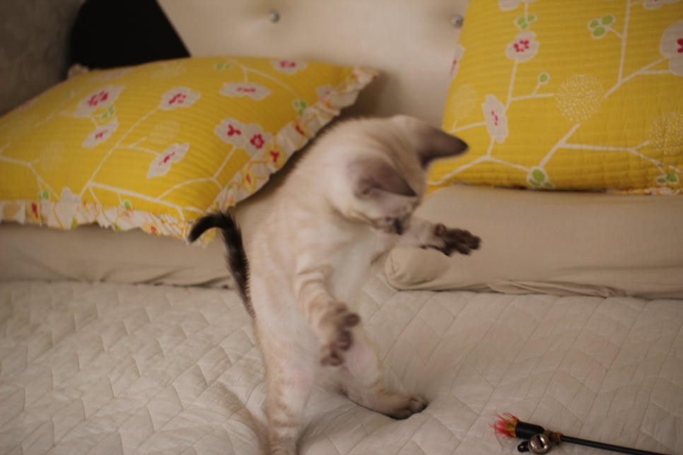 엄청 엄청 개냥이 스노우뱅갈고양이 남아 분양해요~ 관련 이미지 2