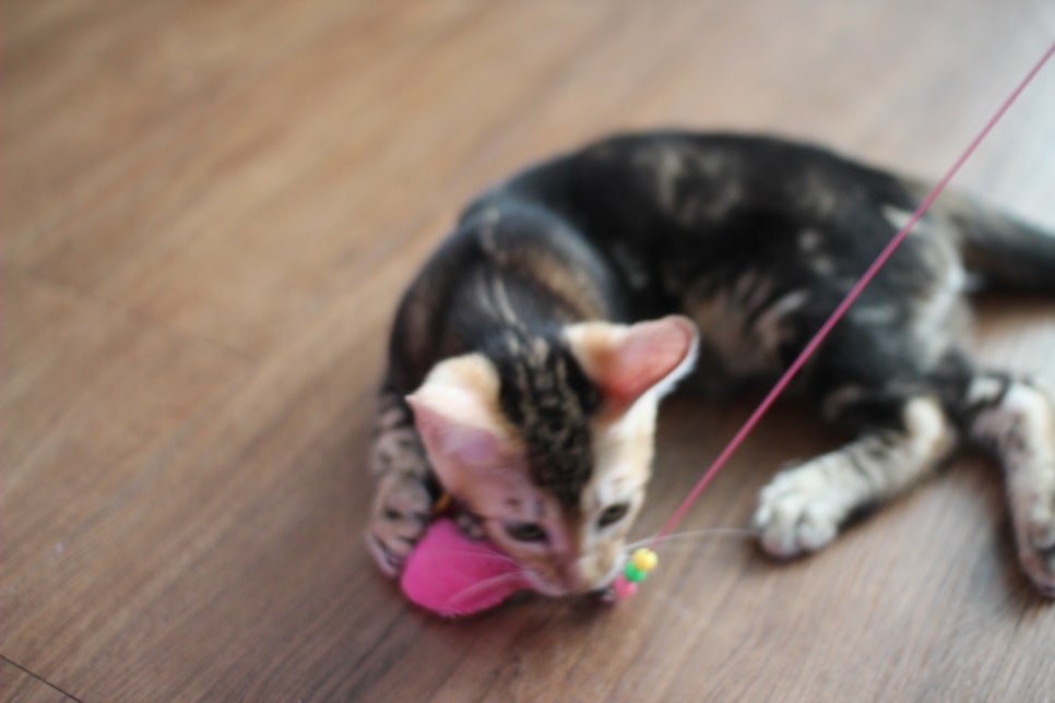 완전 개냥이 덩치 좋은 마블 뱅갈고양이 남아 분양합니다~ 관련 이미지 7