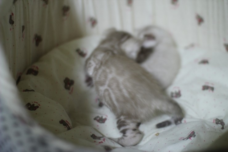 클라우드 로젯 실밍크 뱅갈고양이~ 관련 이미지 12