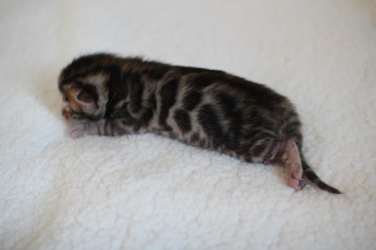 실버,브라운 뱅갈고양이 꼬물이들 사진 입니다 관련 이미지 27