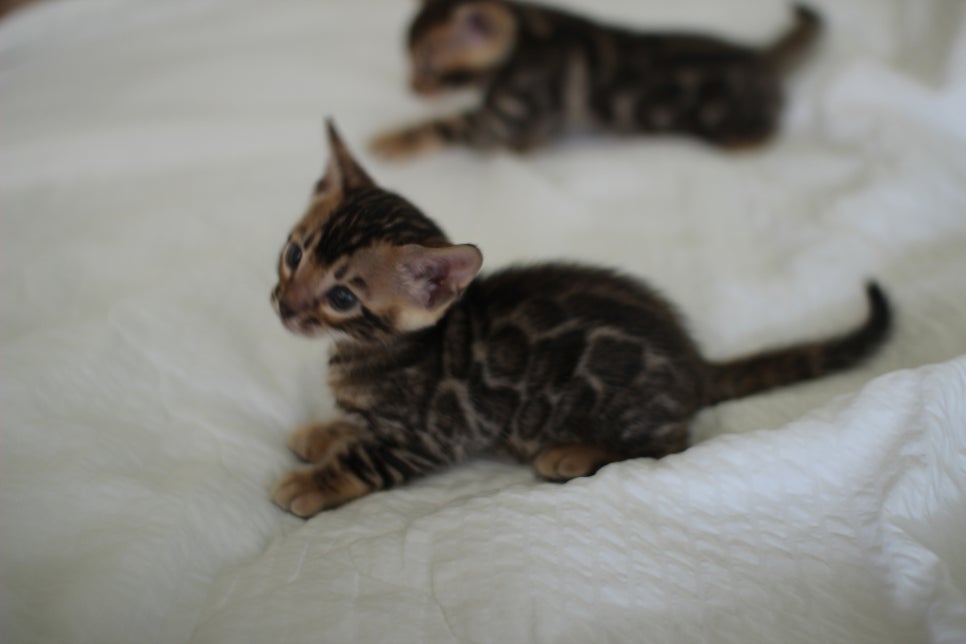 브라운 뱅갈고양이 남아2 분양합니다~ 관련 이미지 13