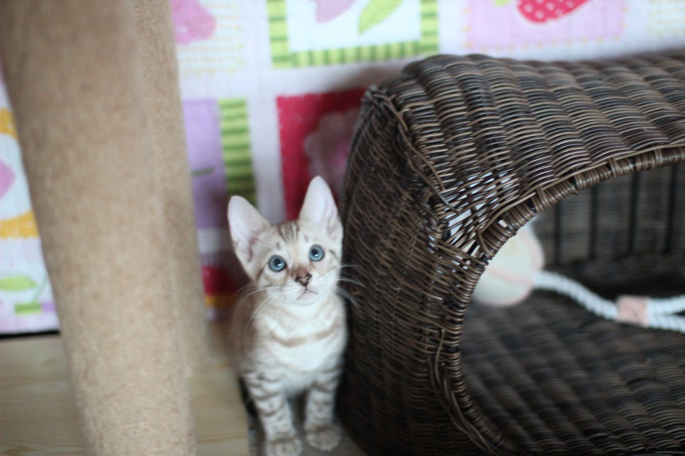 뱅갈고양이분양 부티가 넘치는 아이들 관련 이미지 4