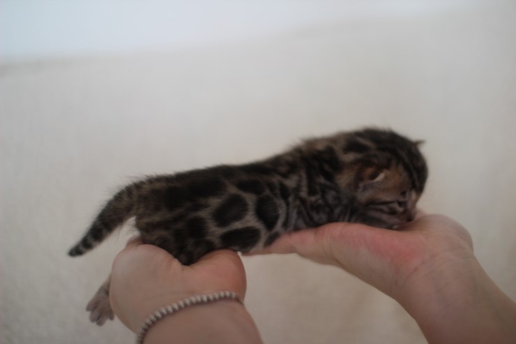 뱅갈고양이 분양 어쩜 이리도 화려할수 있을까 관련 이미지 4