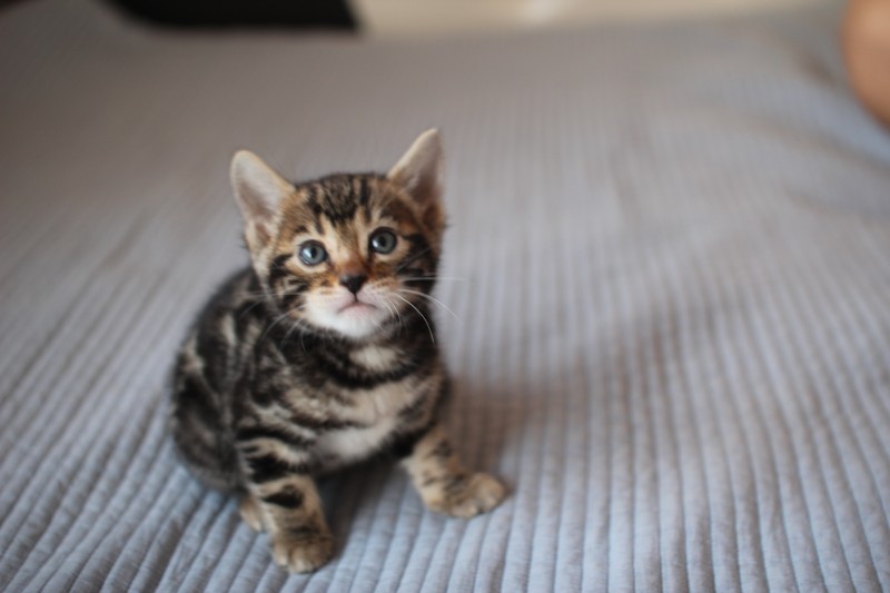 실밍크,브라운,실버뱅갈고양이 분양 합니다~ 관련 이미지 19
