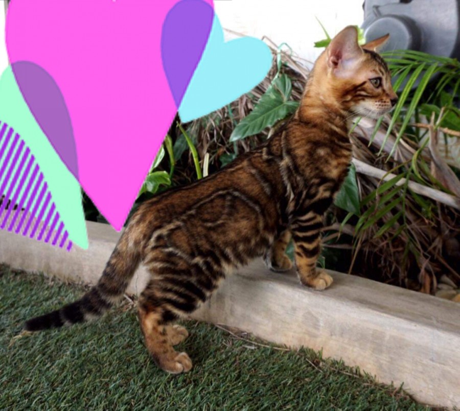 스파블 뱅갈고양이 남아 원탑 입니다~ 관련 이미지 1