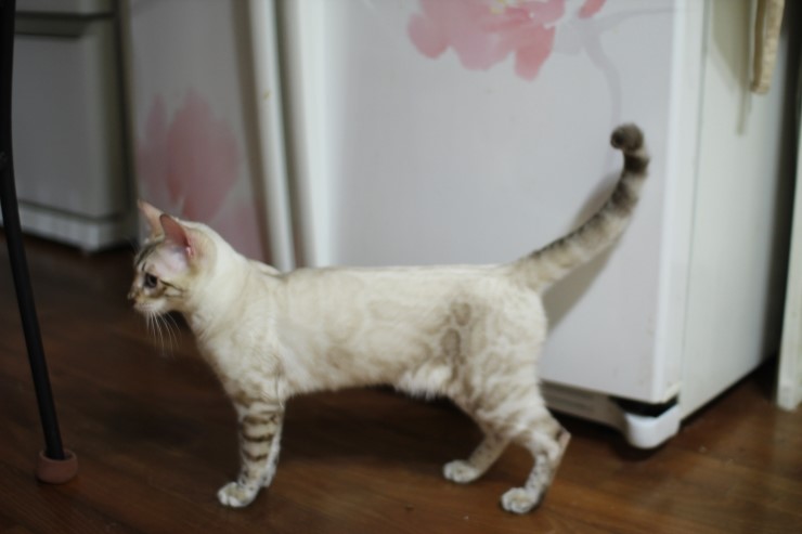 실링스 스노우뱅갈고양이 꼴통들 입니다 ㅎㅎ 관련 이미지 2