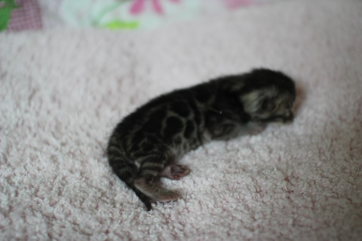 클라우드 로젯 실버뱅갈고양이 꼬물이 여아예요 관련 이미지 11