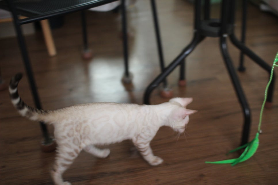 스노우뱅갈고양이 덩치 큰 남아에요~ 관련 이미지 12