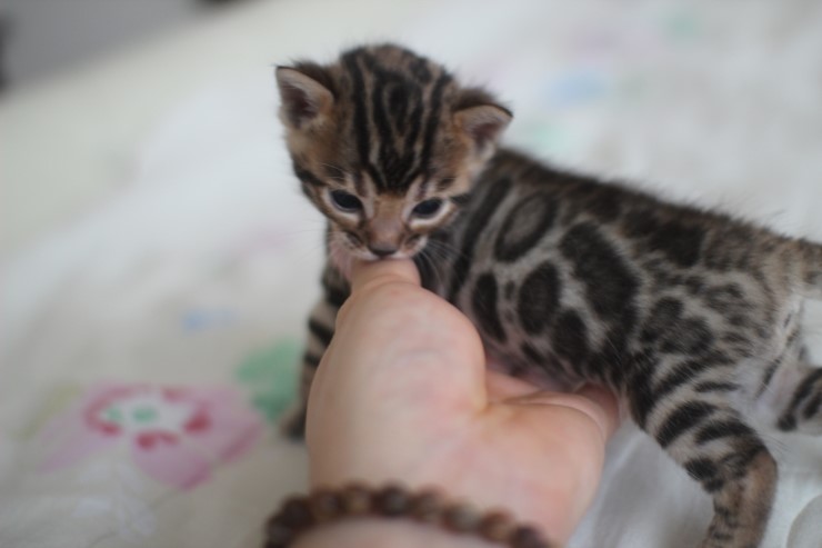뱅갈고양이 남매 오늘 모습 입니다~ 관련 이미지 15