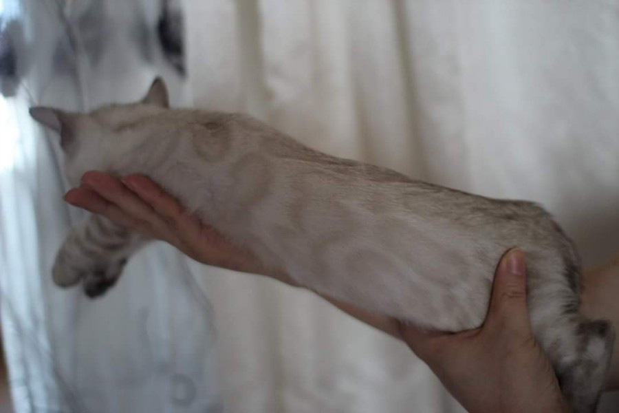 스노우뱅갈고양이 분양 소유캐터리로 오세요! 관련 이미지 10