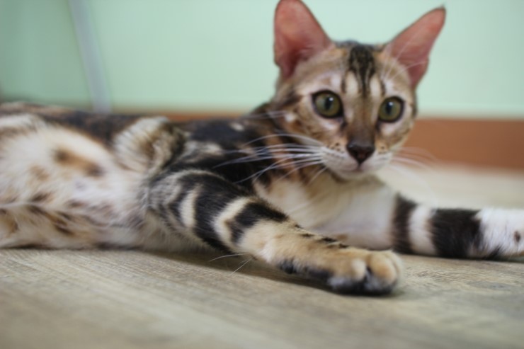 뱅갈고양이 귀염둥이들^^ 관련 이미지 4