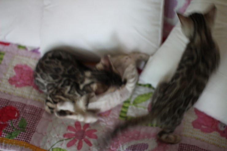 뱅갈고양이 꼬맹이들 놀아요~ 관련 이미지 7