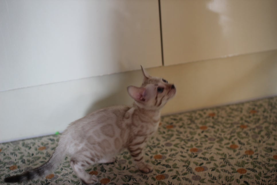 뱅갈고양이분양 행복 가득한 아이들 관련 이미지 4