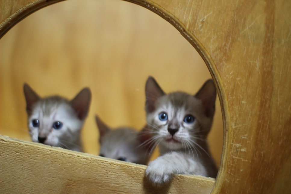 스노우뱅갈고양이 꼬맹이들~ 관련 이미지 5