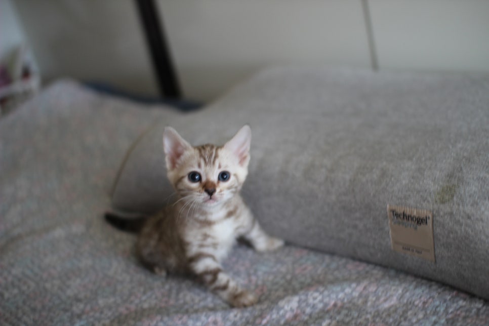 실밍크뱅갈고양이 여아 분양해요~ 관련 이미지 2