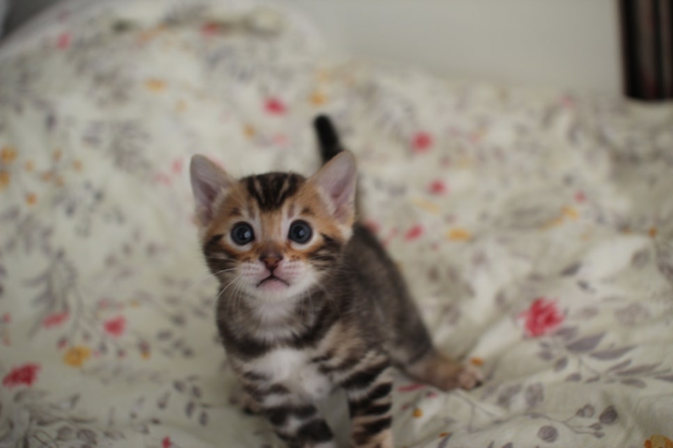 뱅갈고양이 꼬맹이 하루하루 쑥쑥 멋지게 성장중~ 관련 이미지 8