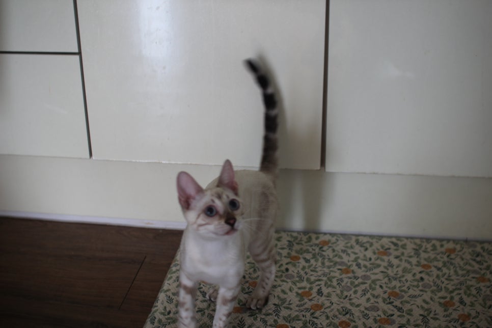 스노우뱅갈고양이 여아 구름이 분양해요~ 관련 이미지 11