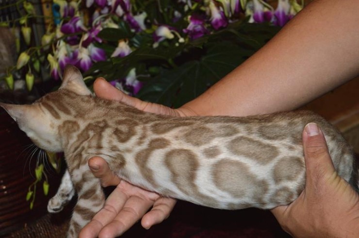 이번달에 들어오는 실밍크 뱅갈고양이 super hero 입니다^^ 관련 이미지 4