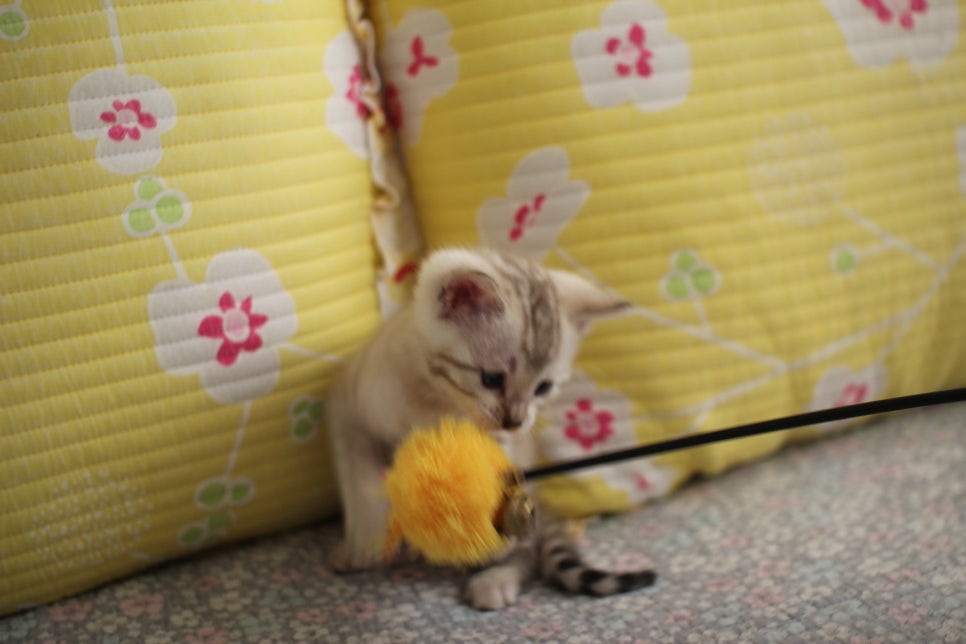 스노우뱅갈고양이 여아 분양해요~ 관련 이미지 5