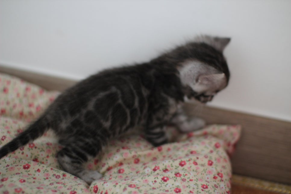 어메이징 실버뱅갈고양이 남아예요~ 관련 이미지 4