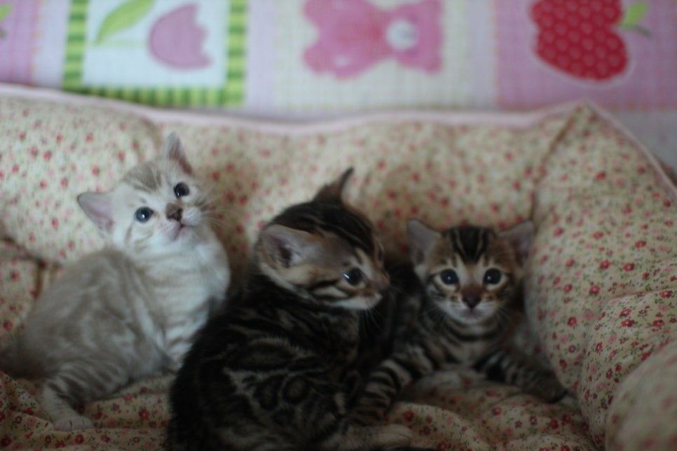 뱅갈고양이 꼬맹이들 사진전 ㅎㅎ 관련 이미지 25