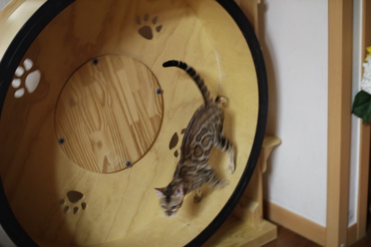 뱅갈고양이 세라와 소피아예요~ 관련 이미지 5