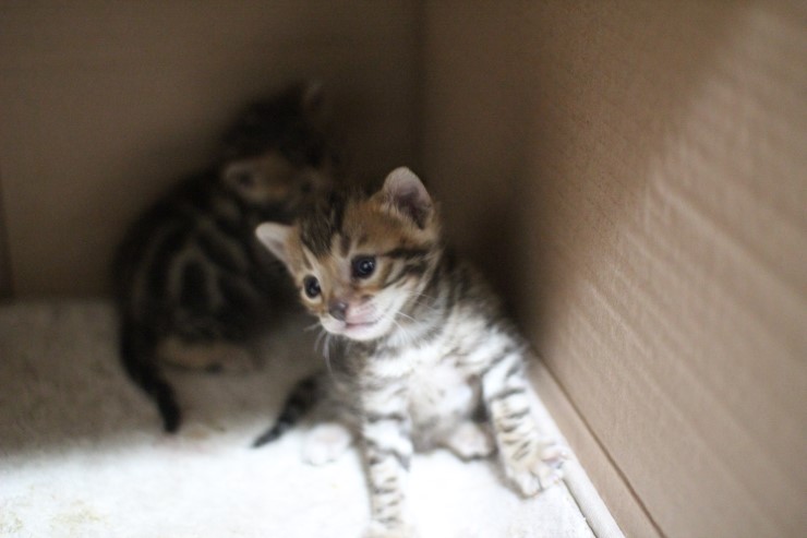 브라운 뱅갈고양이 꼬맹이들 사진 입니다. 관련 이미지 1