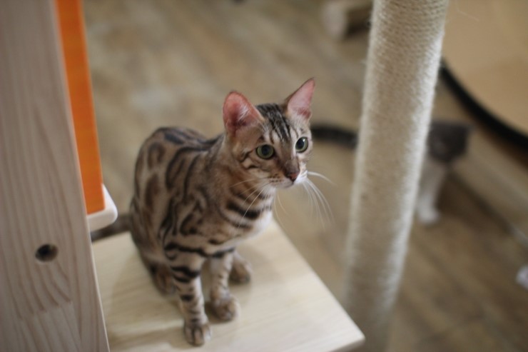 뱅갈고양이.저희집 뱅갈고양이들이예요^^ 관련 이미지 9