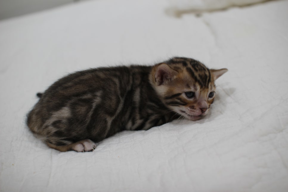 브라운 뱅갈고양이 남아 모색이 점점 더 이뻐지고 있어요~ 관련 이미지 3