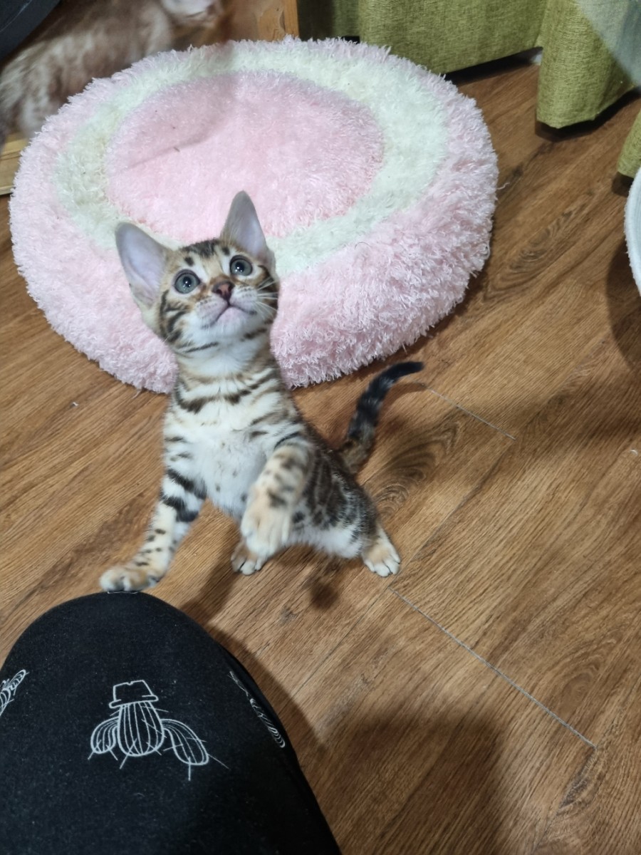 브라운 뱅갈고양이 여아 분양합니다~ 관련 이미지 1